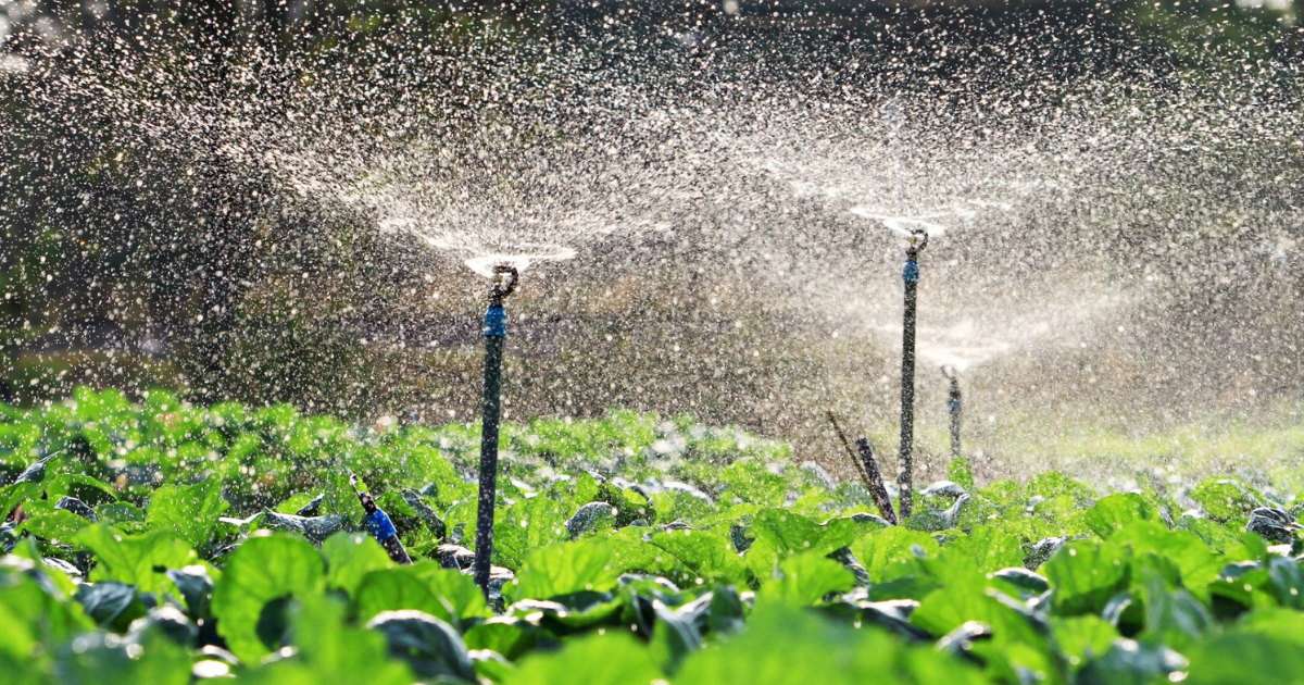 Government started new scheme and giving 80% discount on drip and mini sprinkler