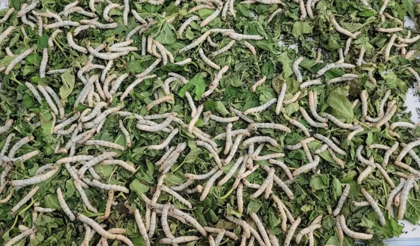 know the new plan of Yogi government for silk farming