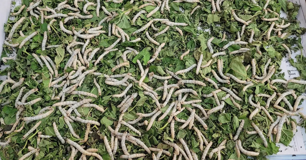 know the new plan of Yogi government for silk farming