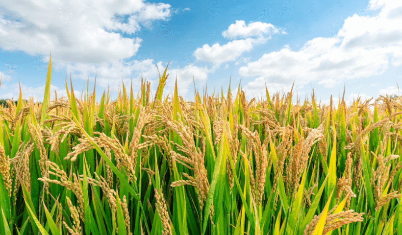 Rice Crop