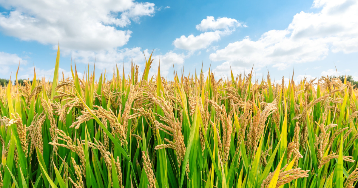 Rice Crop