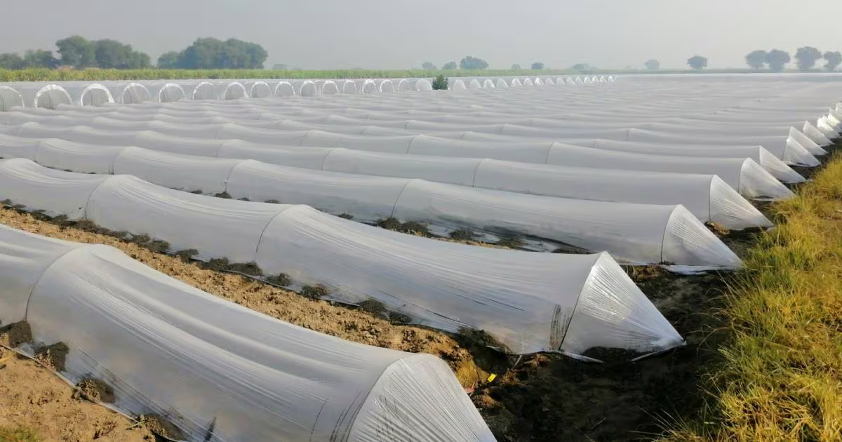 Government giving subsidy on mulching